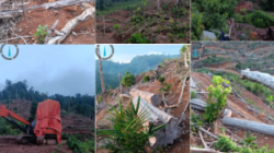 Anggota DPRD Pessel Soroti Perambahan Puluhan Hektare Hutan HPT di Inderapura Selatan