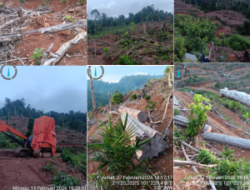 Anggota DPRD Pessel Soroti Perambahan Puluhan Hektare Hutan HPT di Inderapura Selatan