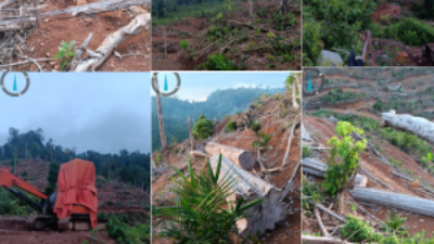 Anggota DPRD Pessel Soroti Perambahan Puluhan Hektare Hutan HPT di Inderapura Selatan