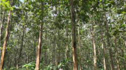 Ilustrasi hutan Jawa dipangkas 1,1 juta hektare dari kelolaan Perum Perhutani