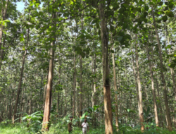 KHDPK Ambil 1,1 Juta Hektare, Nasib Hutan Jawa di Ujung Tanduk