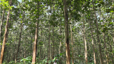 Ilustrasi hutan Jawa dipangkas 1,1 juta hektare dari kelolaan Perum Perhutani