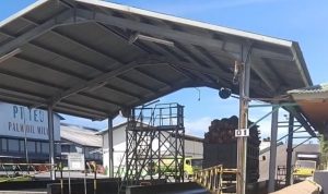 Petani Sawit Pessel Mengeluh, Harga TBS Rendah